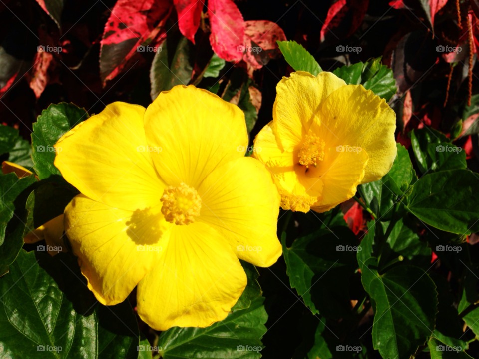 yellow botany nature flower by jmsilva59