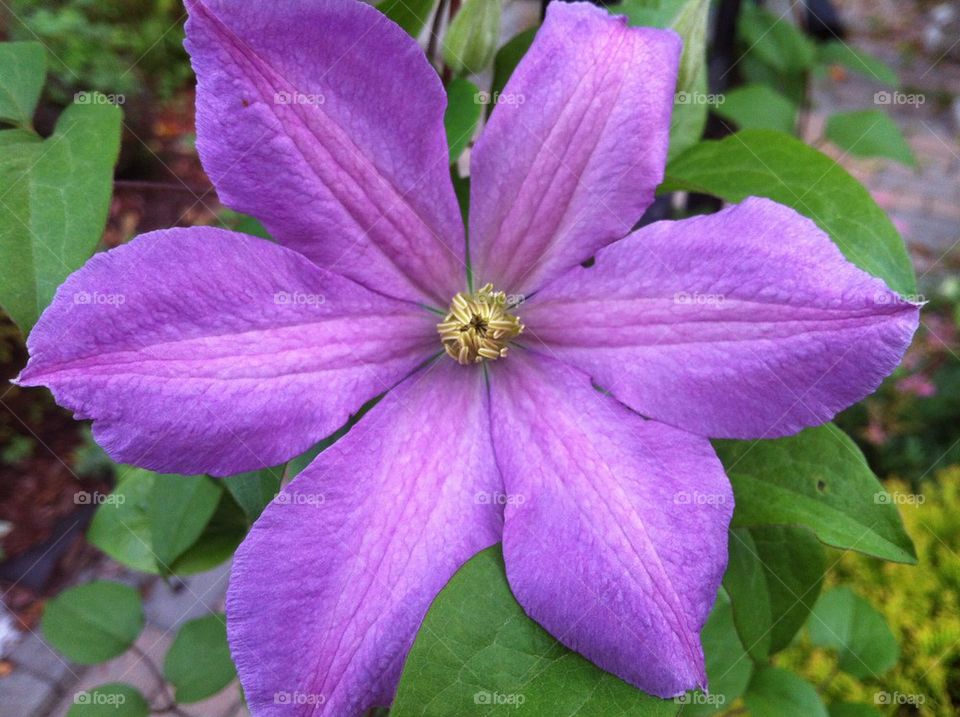 Purple flower