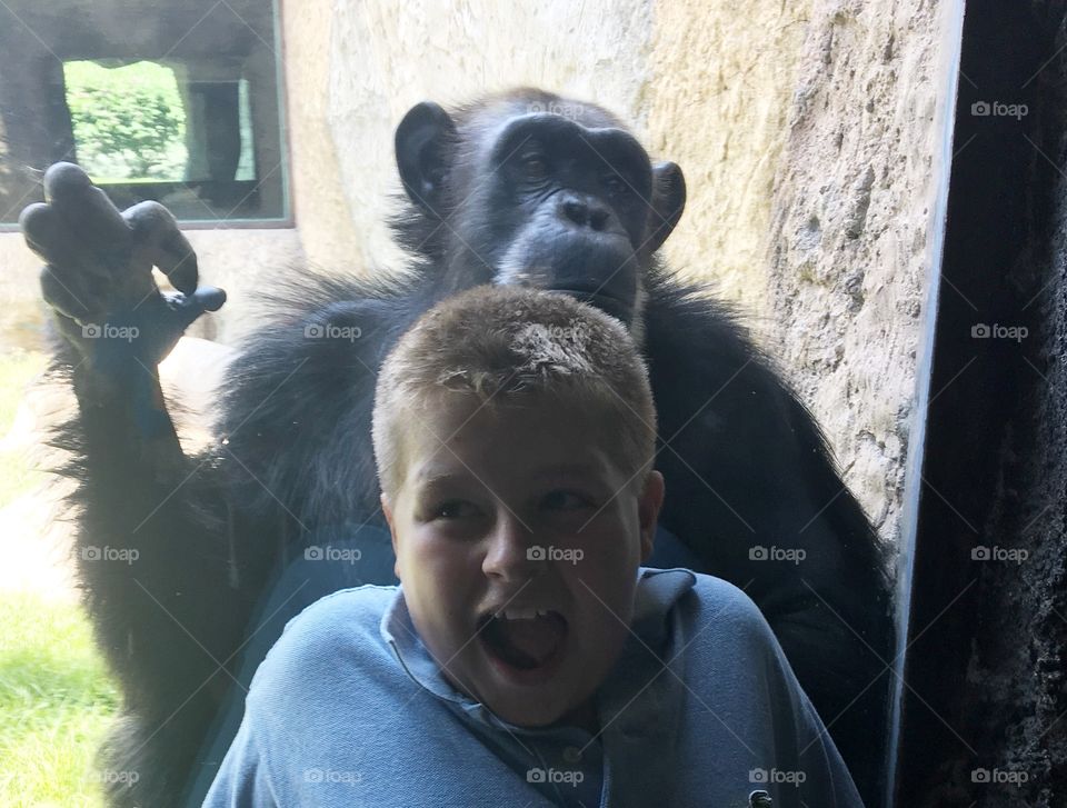 Playing with the gorilla 