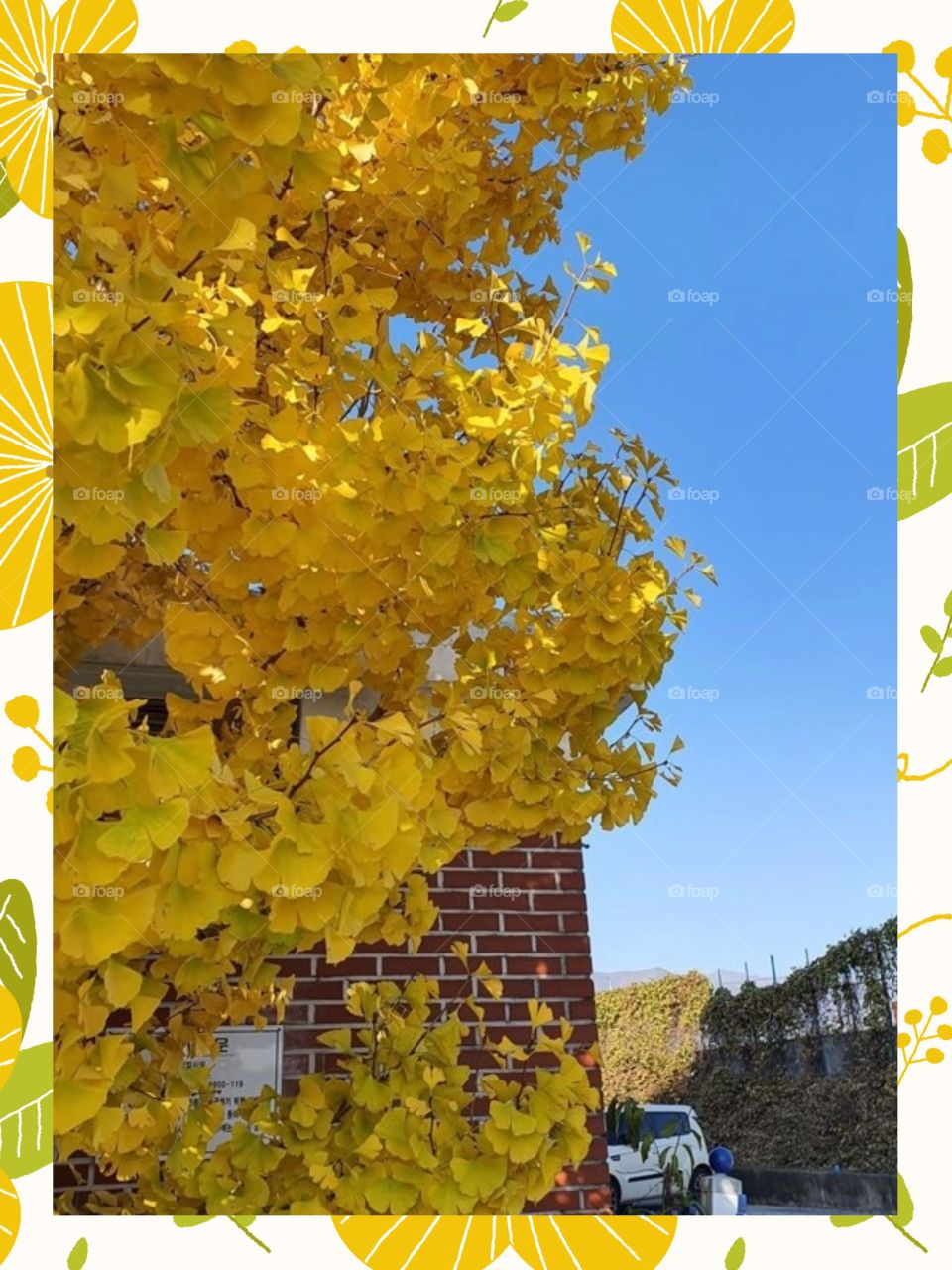 The Beautiful Yellow leaves during Autumn Season With The Blue Skies above  in South Korea.
