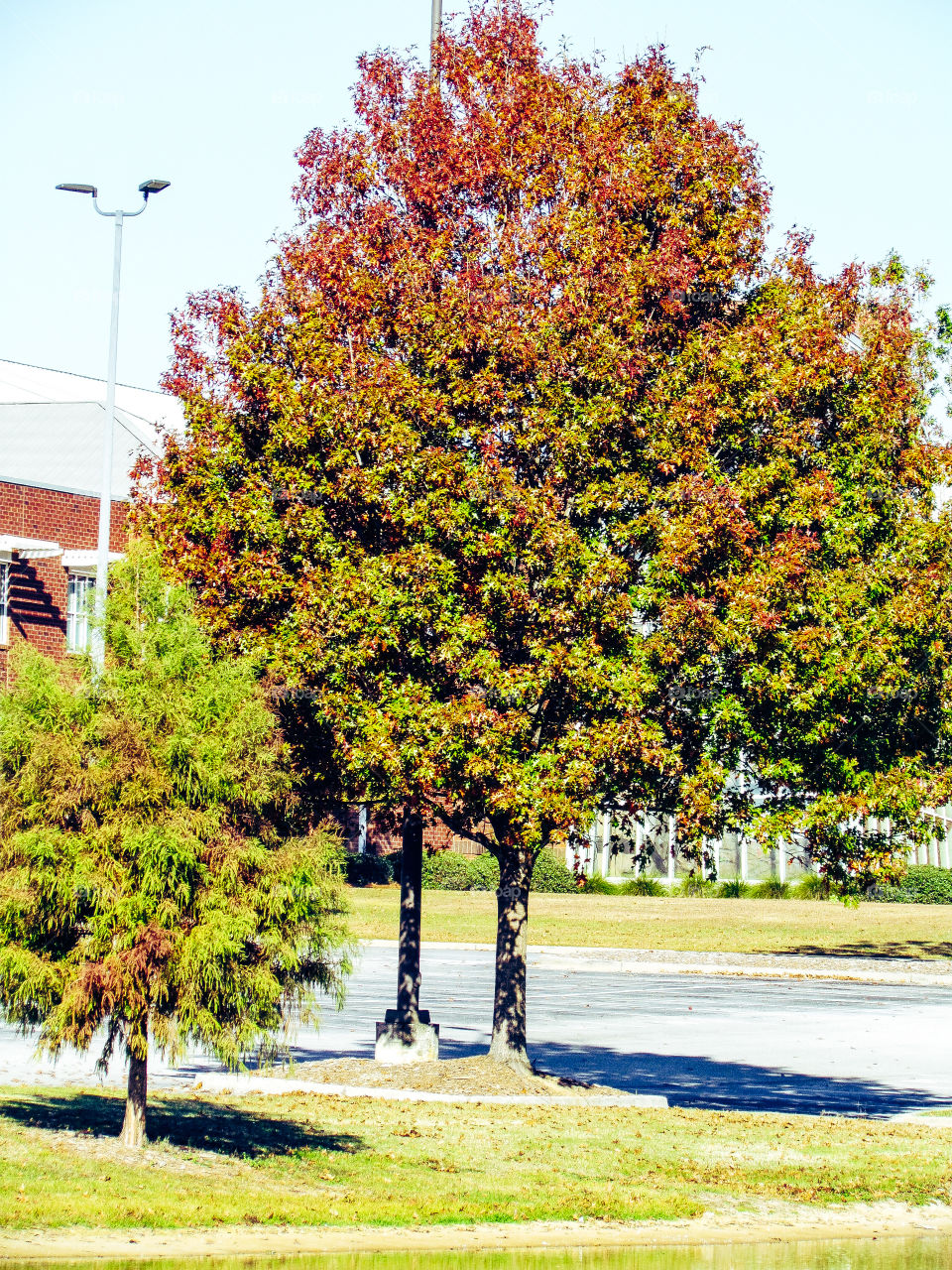 Colorful leaves on a tree during the fall 