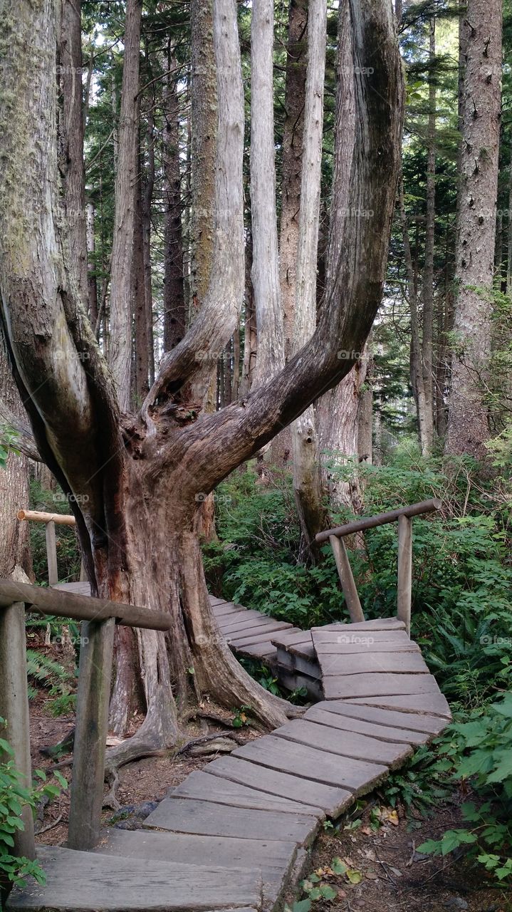 Cool tree @ Cape Flattery. August 2015