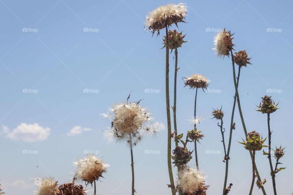 Dandelions against blue sky