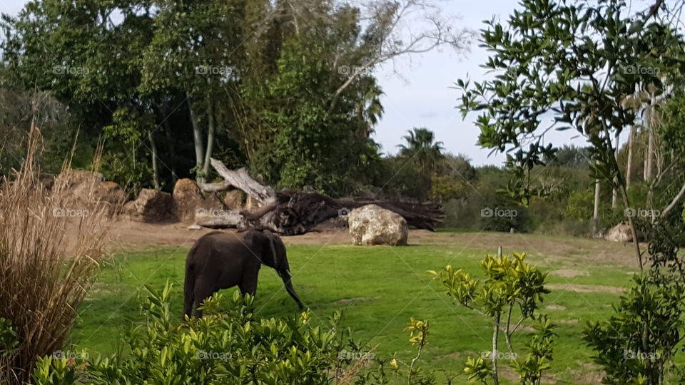 An elephant calf travels the grasslands at Animal Kingdom at the Walt Disney World Resort in Orlando, Florida.