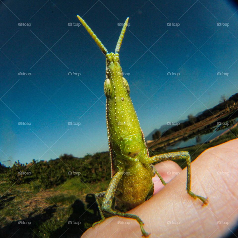 Grasshopper 