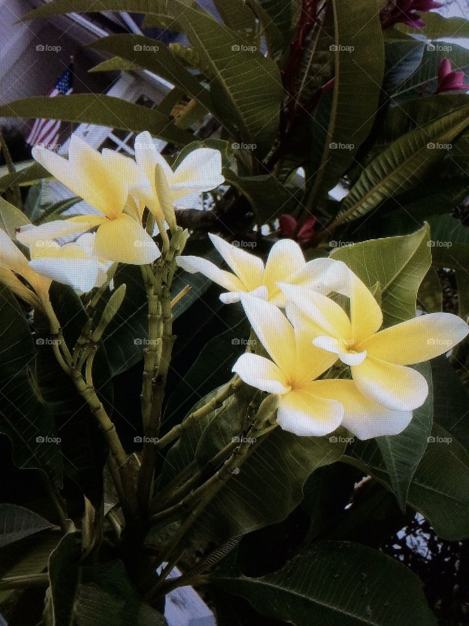 Frangipani 