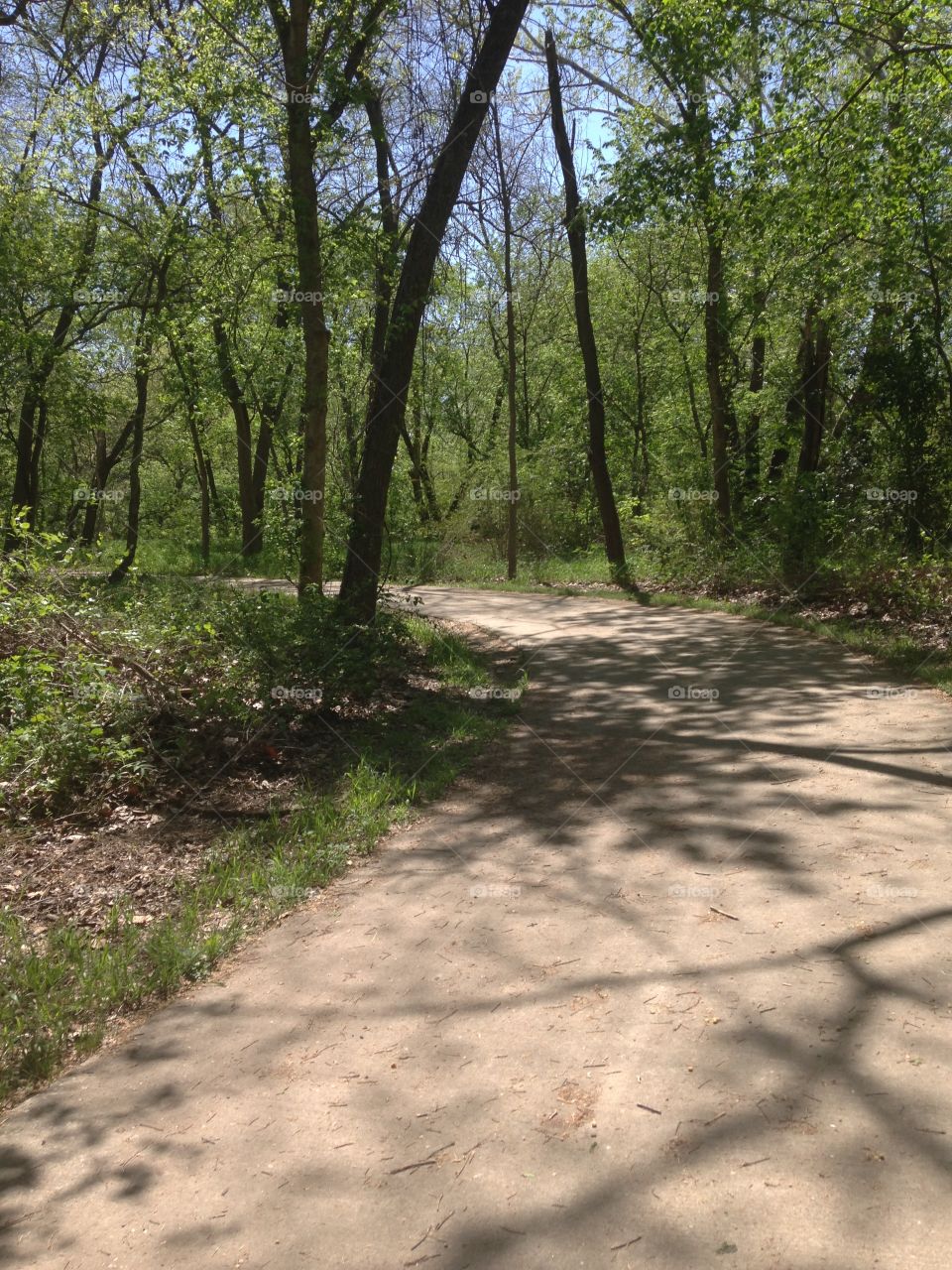 Tree trail. Walking trail surrounded by trees