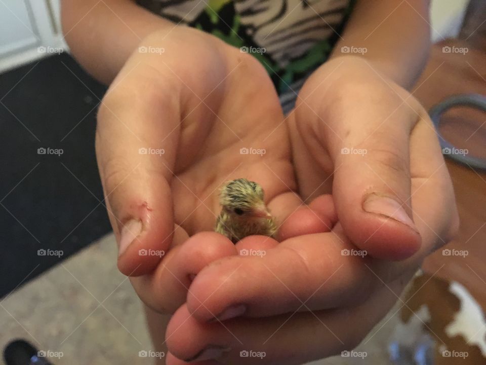 A young farm girl gently holds her tiny newborn button quail baby in the palm of her hands. Just hatched, it’s fluffy baby feathers are still wet.
