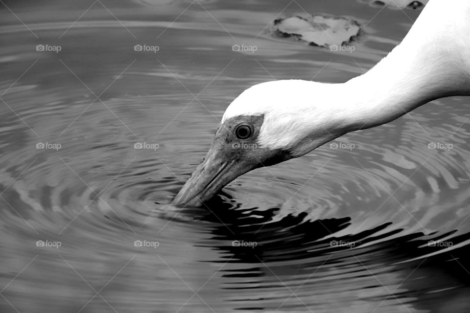 White Ibis hunting for dinner.