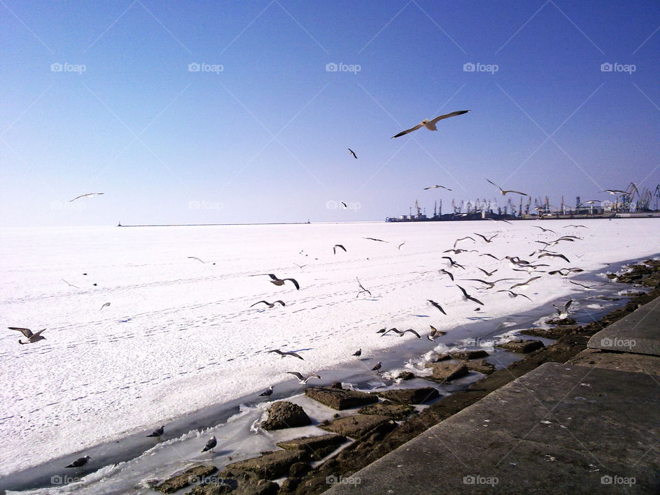 Gulls in winter