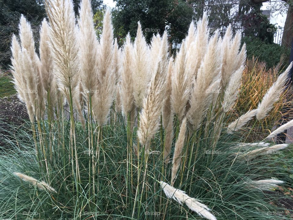 Pamphas Grass looking very grand
