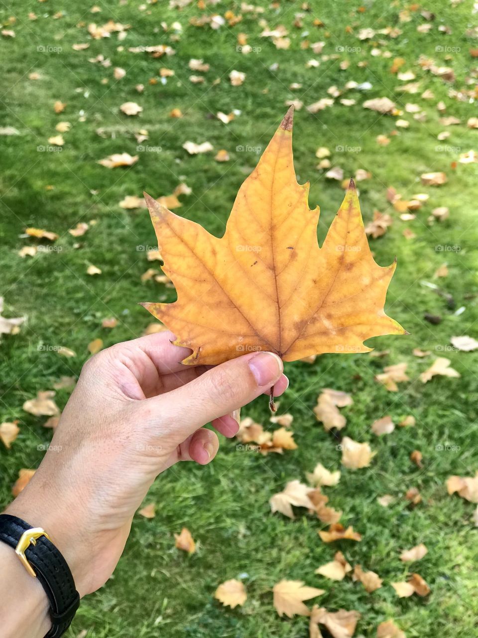 Autumn leaf