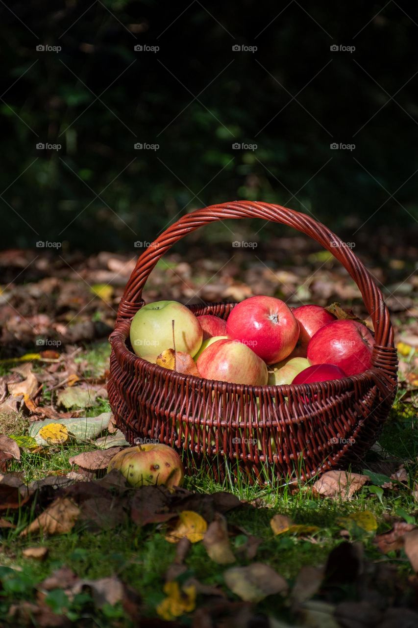A Basket full of Ripe Apples in Garden