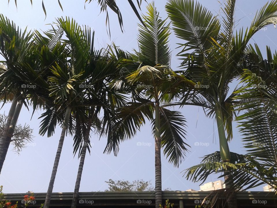 Palm garden