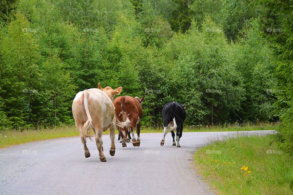 Herding cattles