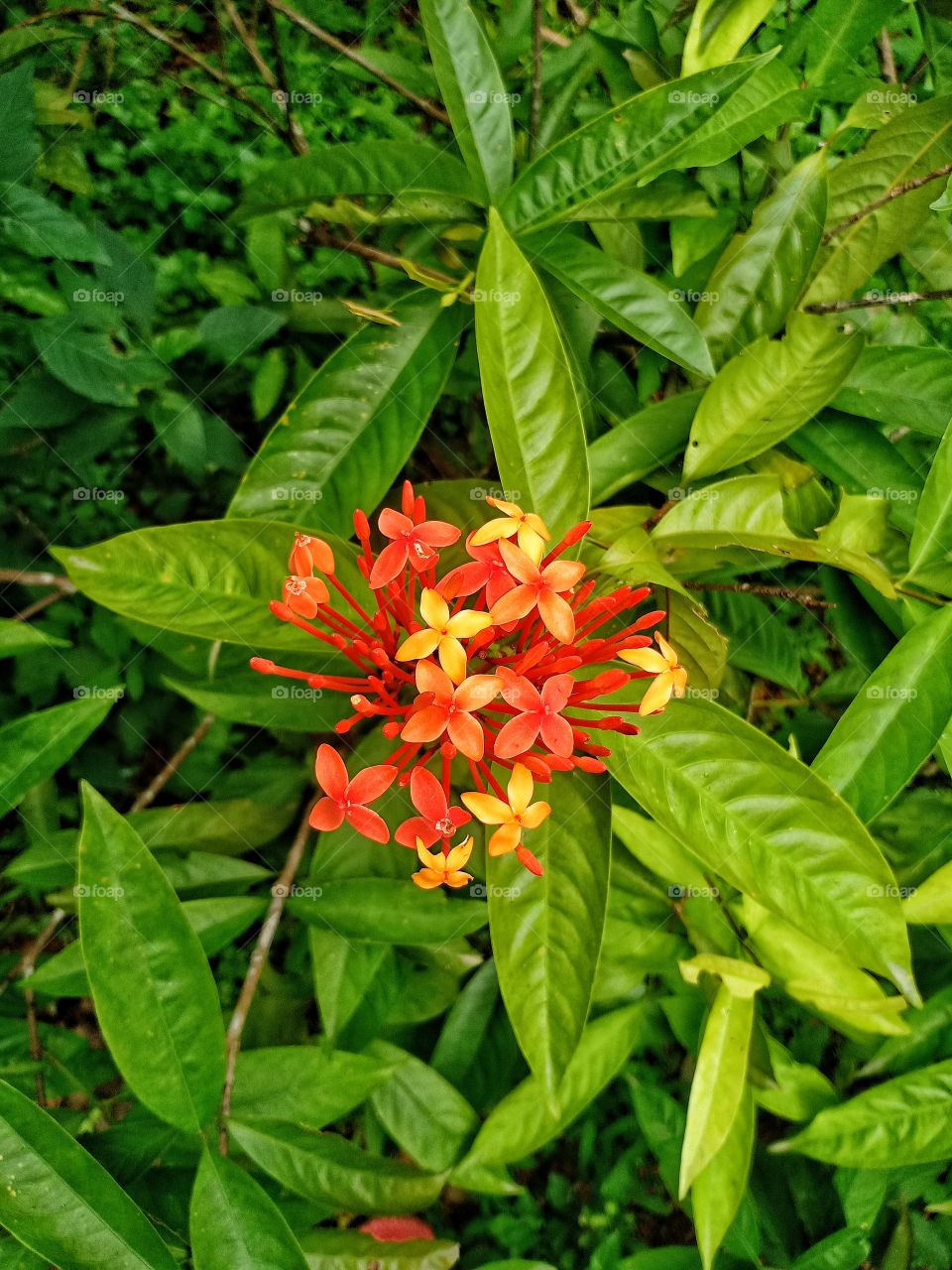 kerala indian flower