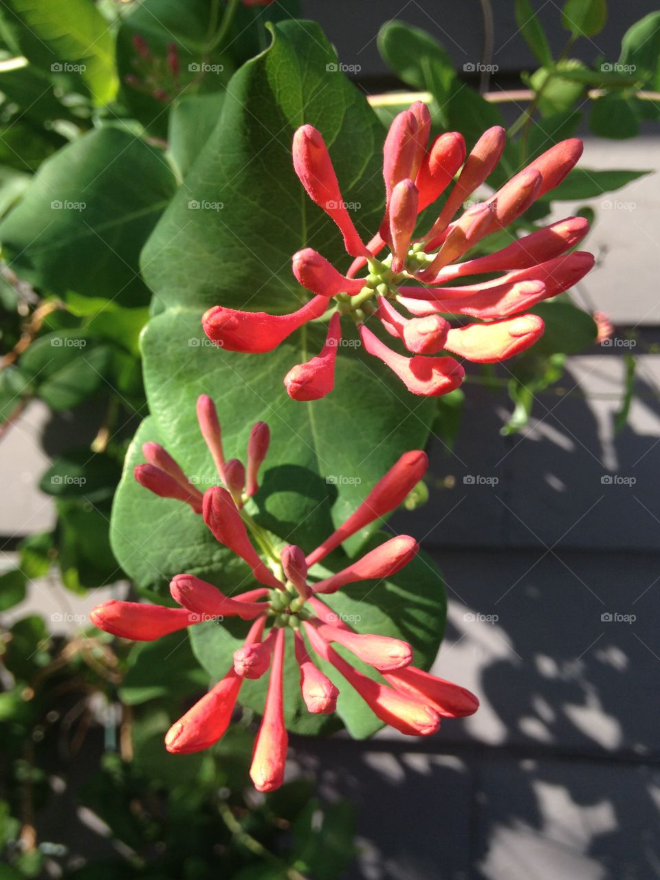 Honeysuckle 