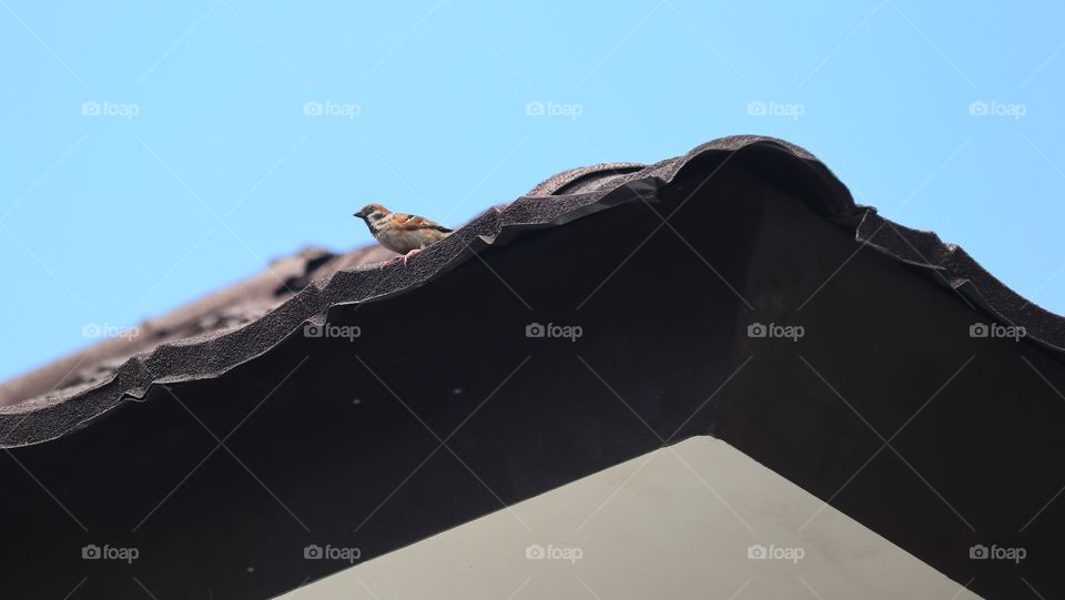bird on the roof