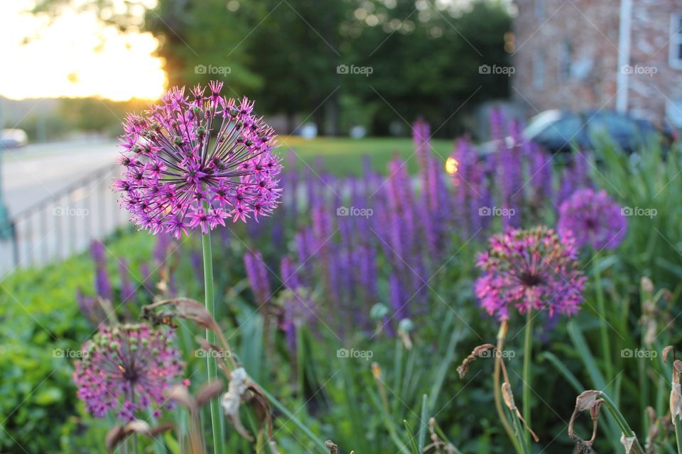 West Virginia garden flowers