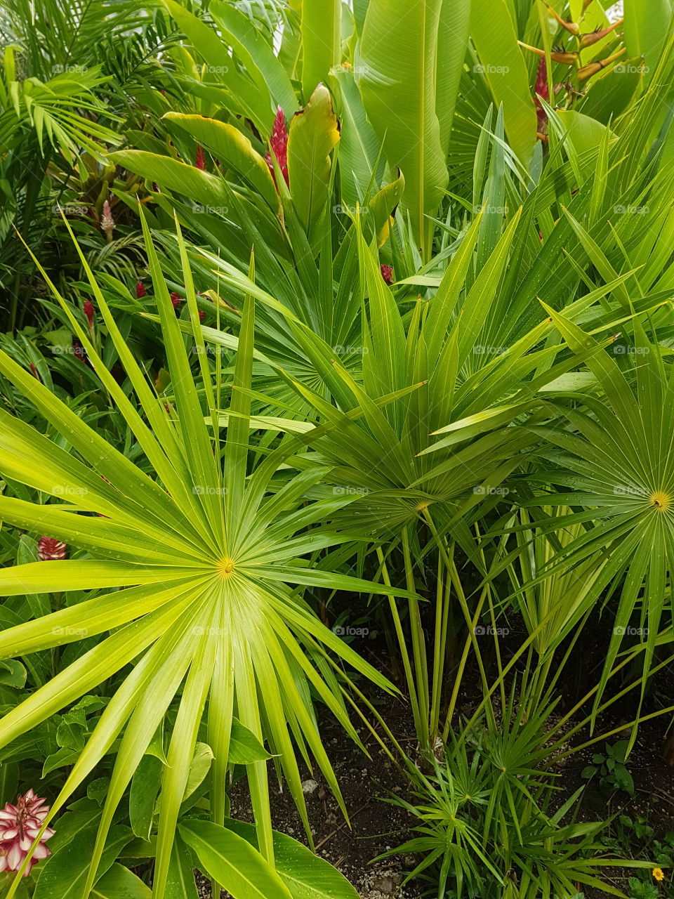 exotic tropical plants in wild garden full of lush green palm and fern leaves in mexico