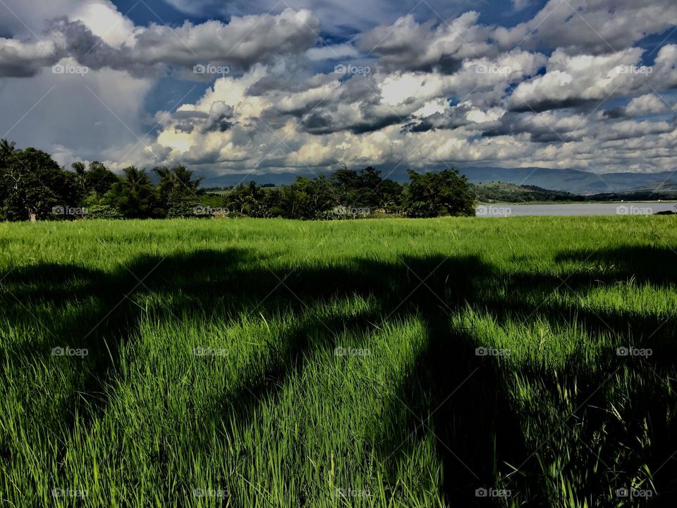 Rice field with a blue sky and a coconut tree’s shadow.