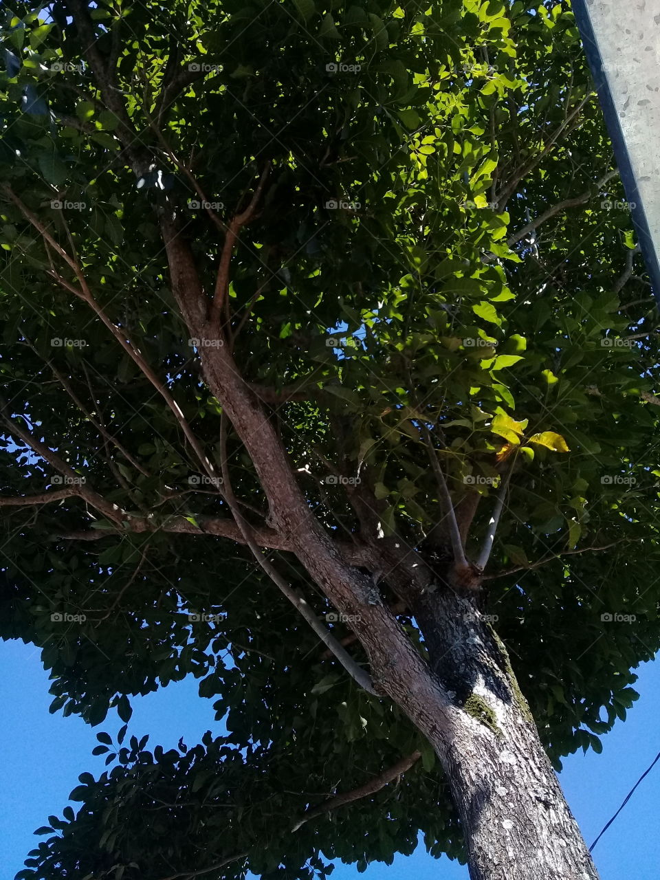 the purity of nature