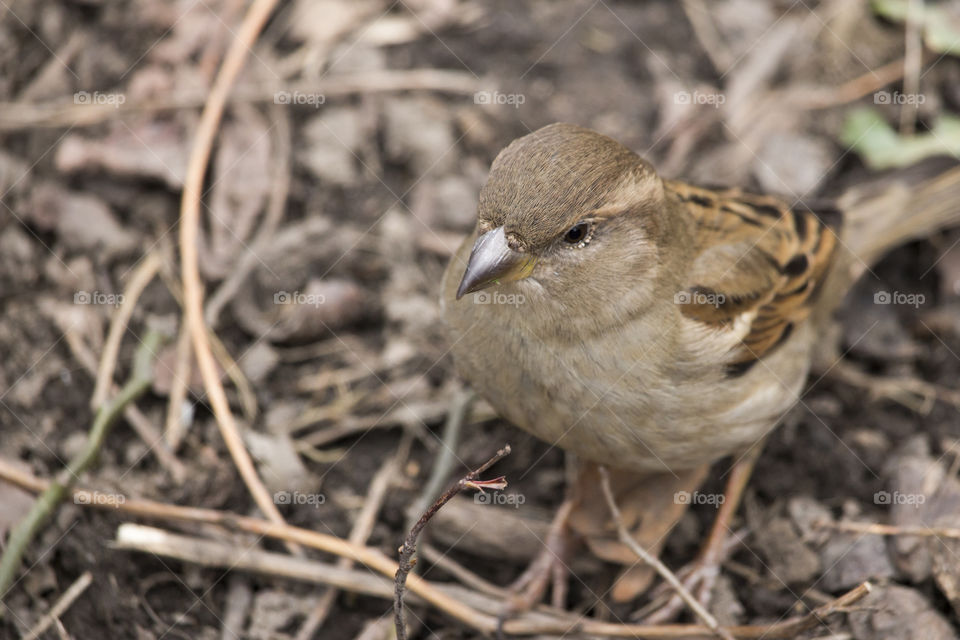 Portrait of a sparrow