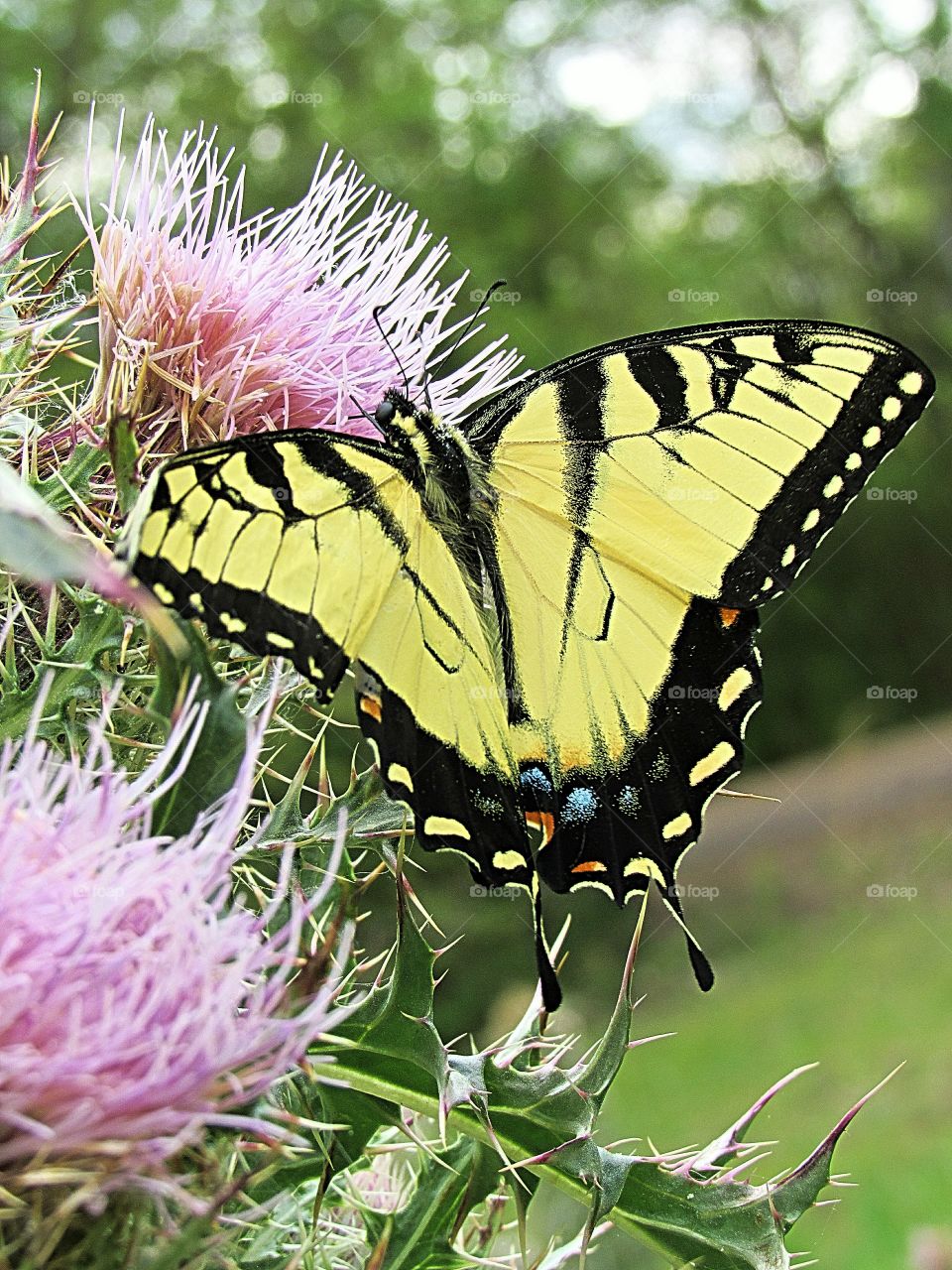 yellow swallowtail butterfly on thistle flower