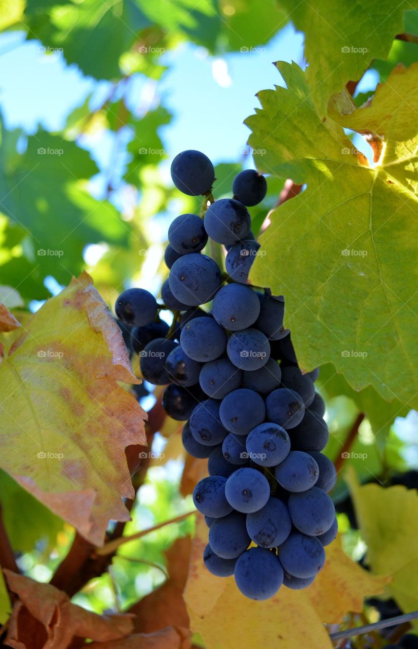 grape harvest