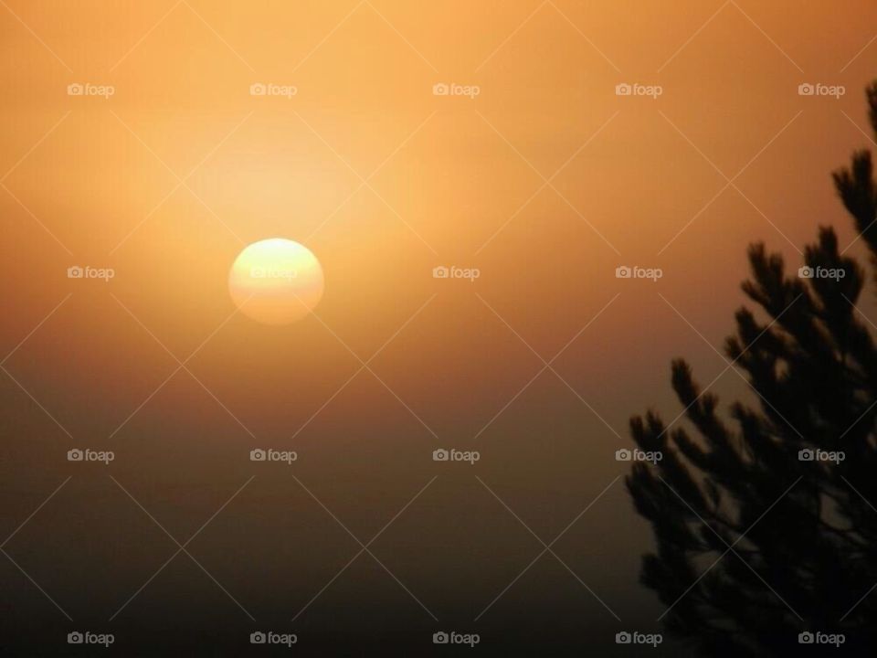 Foggy Sunrise