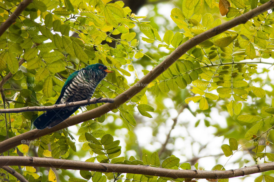 Asian Emerald Cuckoo 