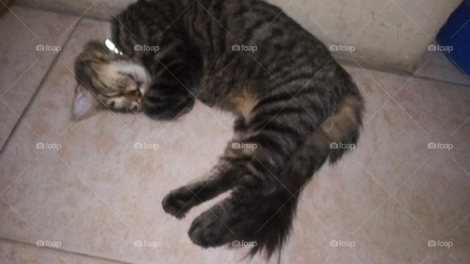 sleeping cat