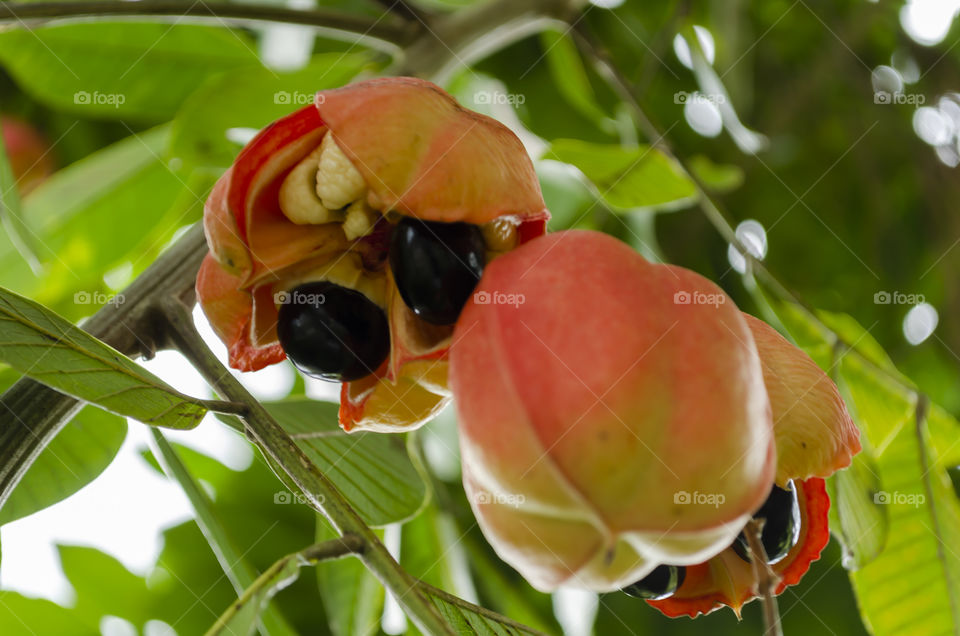 Mature Open Ackee On Tree