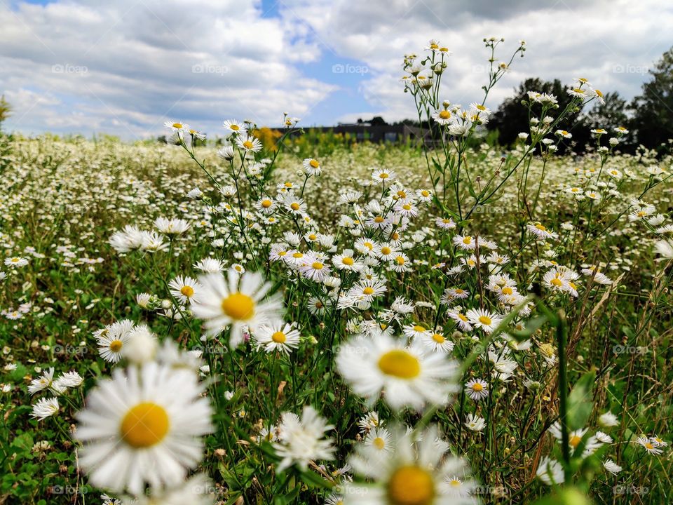 Daisy field