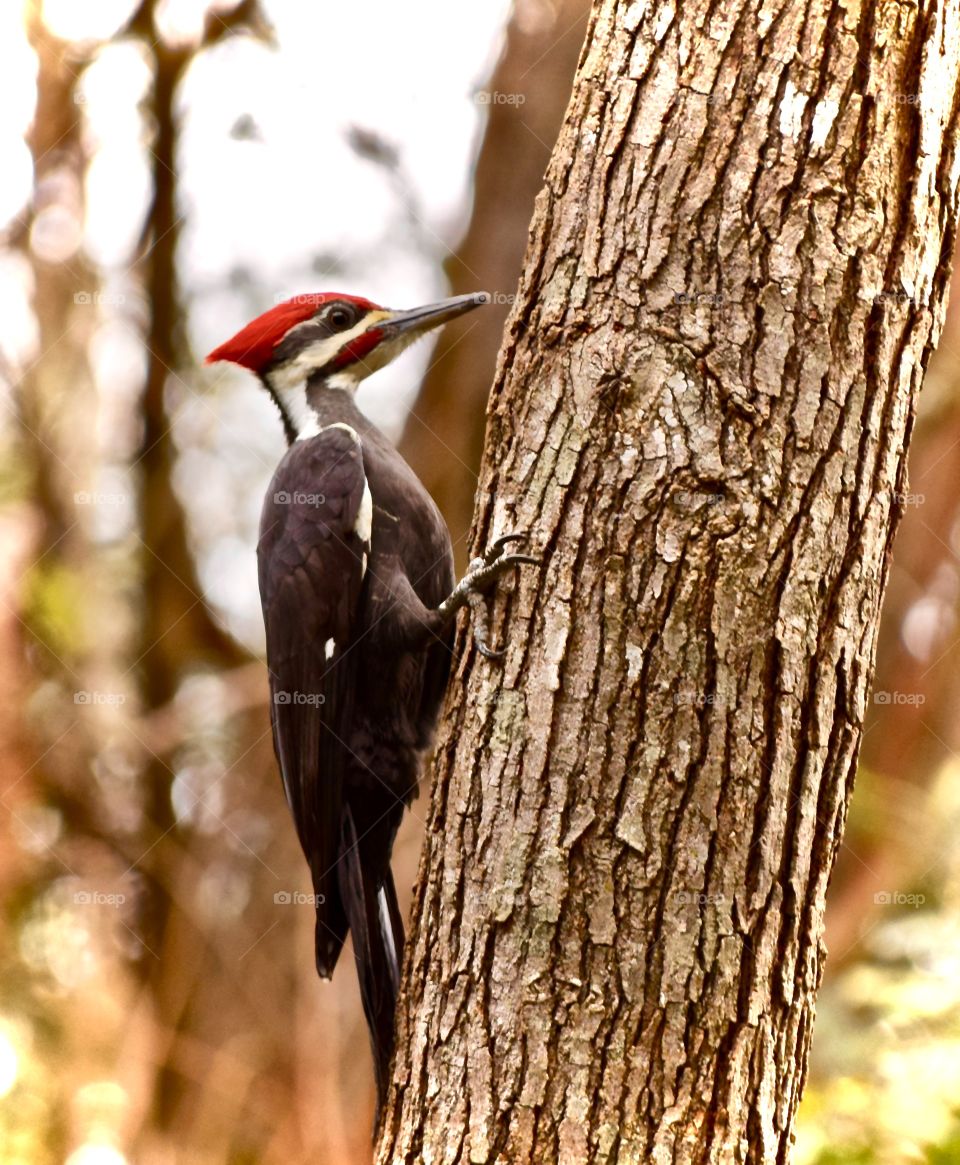 Close-up of Woodpecker perching on tree trunk