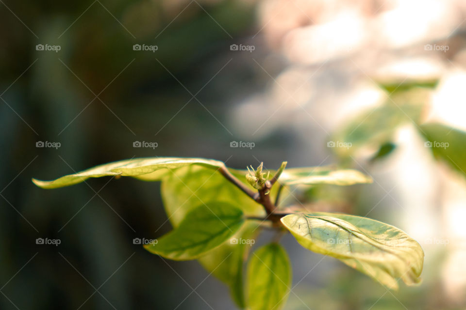 Extreme close-up of leaves