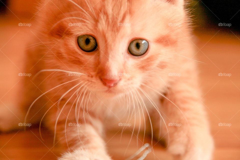 Little red baby kitten with big eyes crawling on the floor