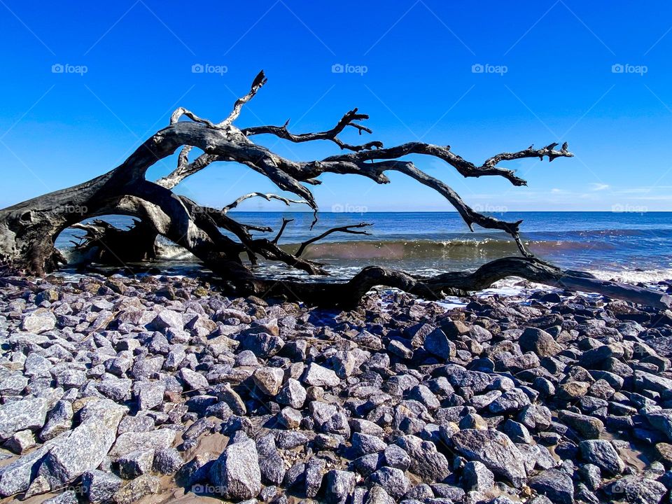 Driftwood 