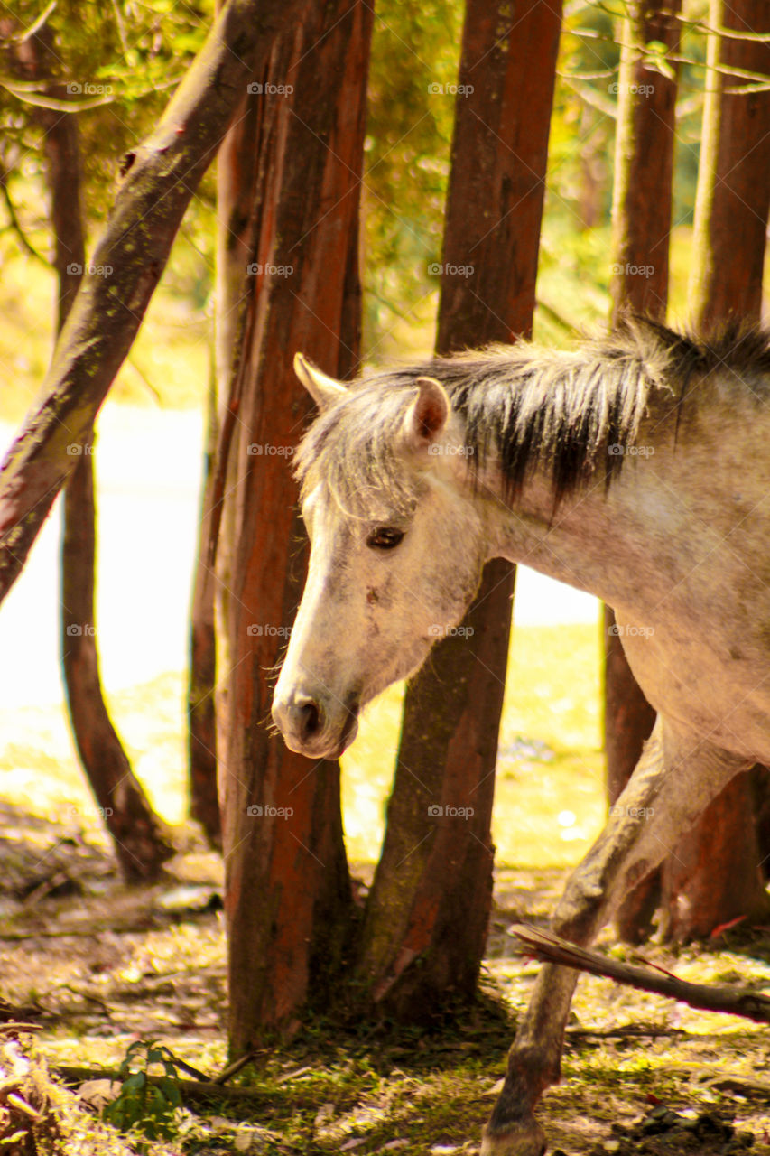 Find the prefect photography of horse . wildlife photography . Beautiful images of horse.