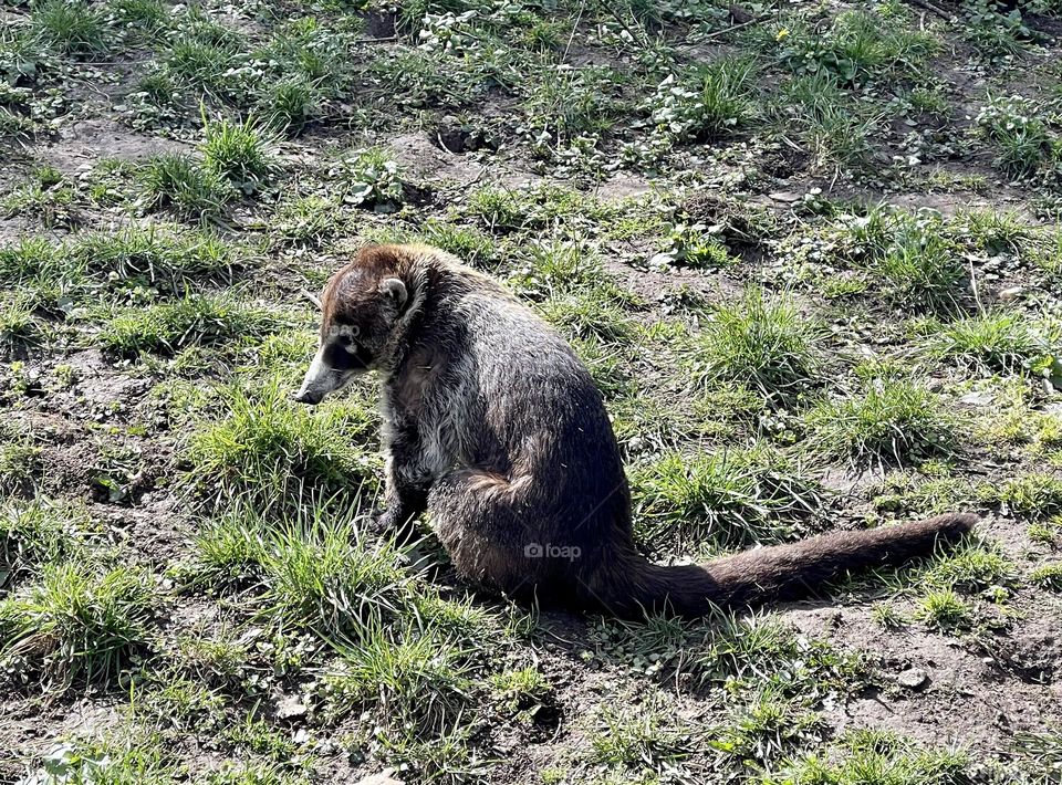 Funny animal with long nose and tail 