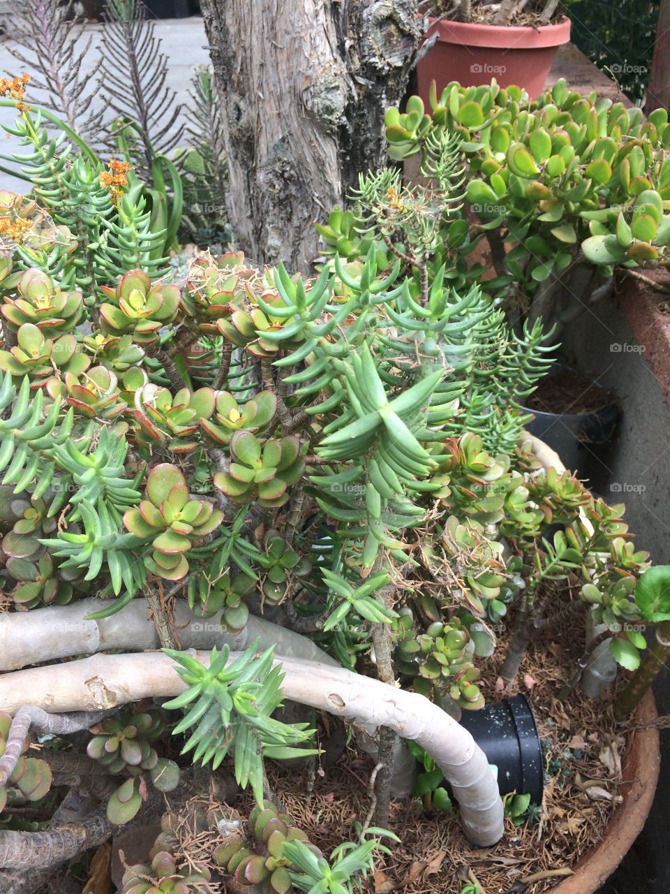 Succulents 