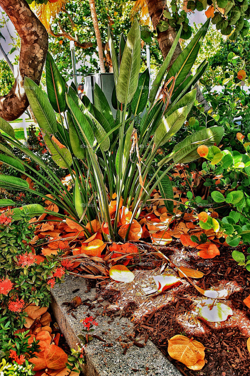 STREET GARDEN