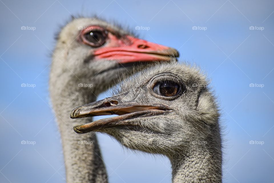 Eyes of an Ostrich 