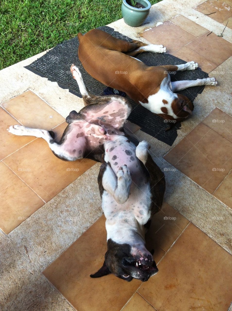 Boxer dogs sleeping