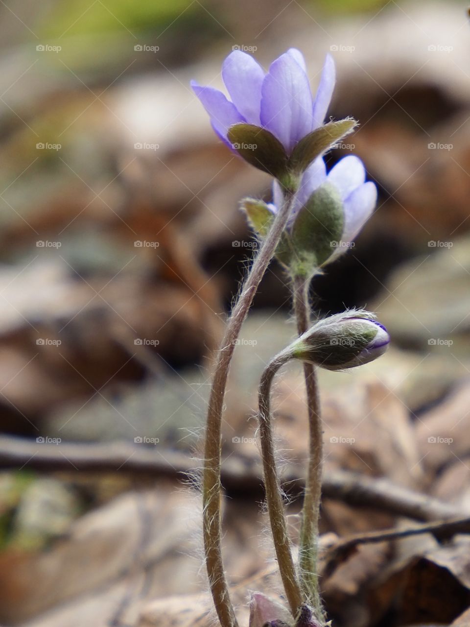 Hepatica