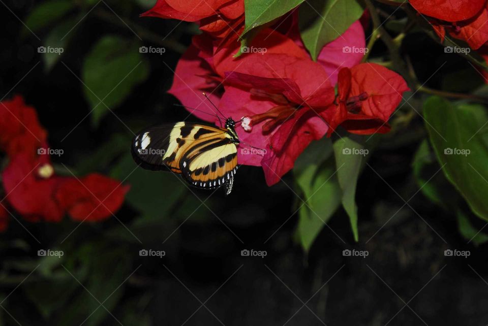 a colorful butterfly on the pink Bougainville