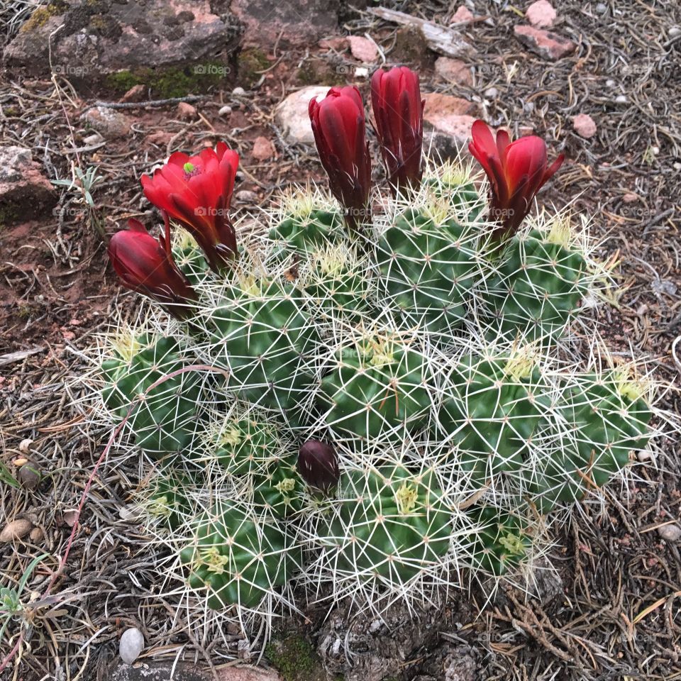 Red cactus flower 
