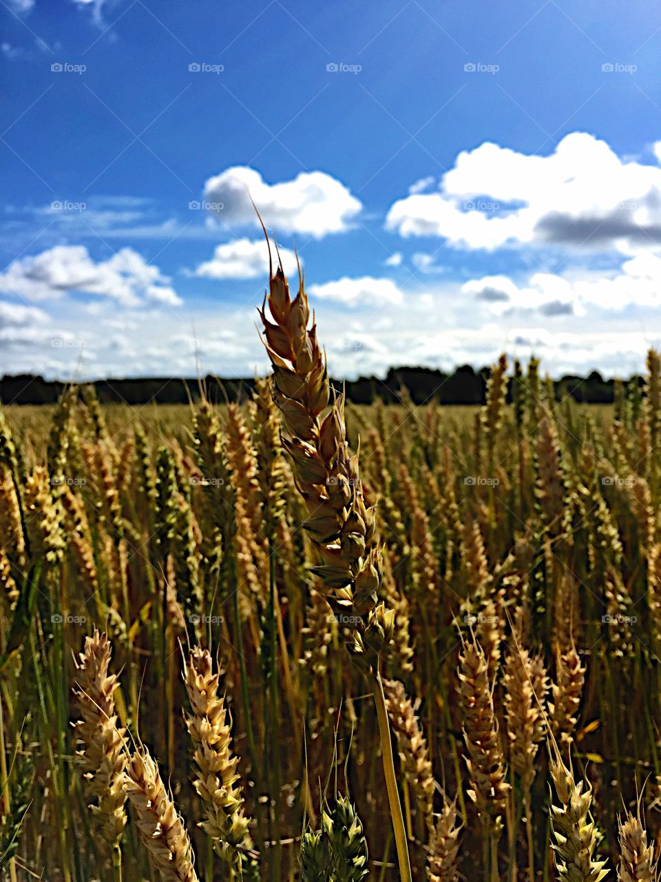 Close-up of wheat plant