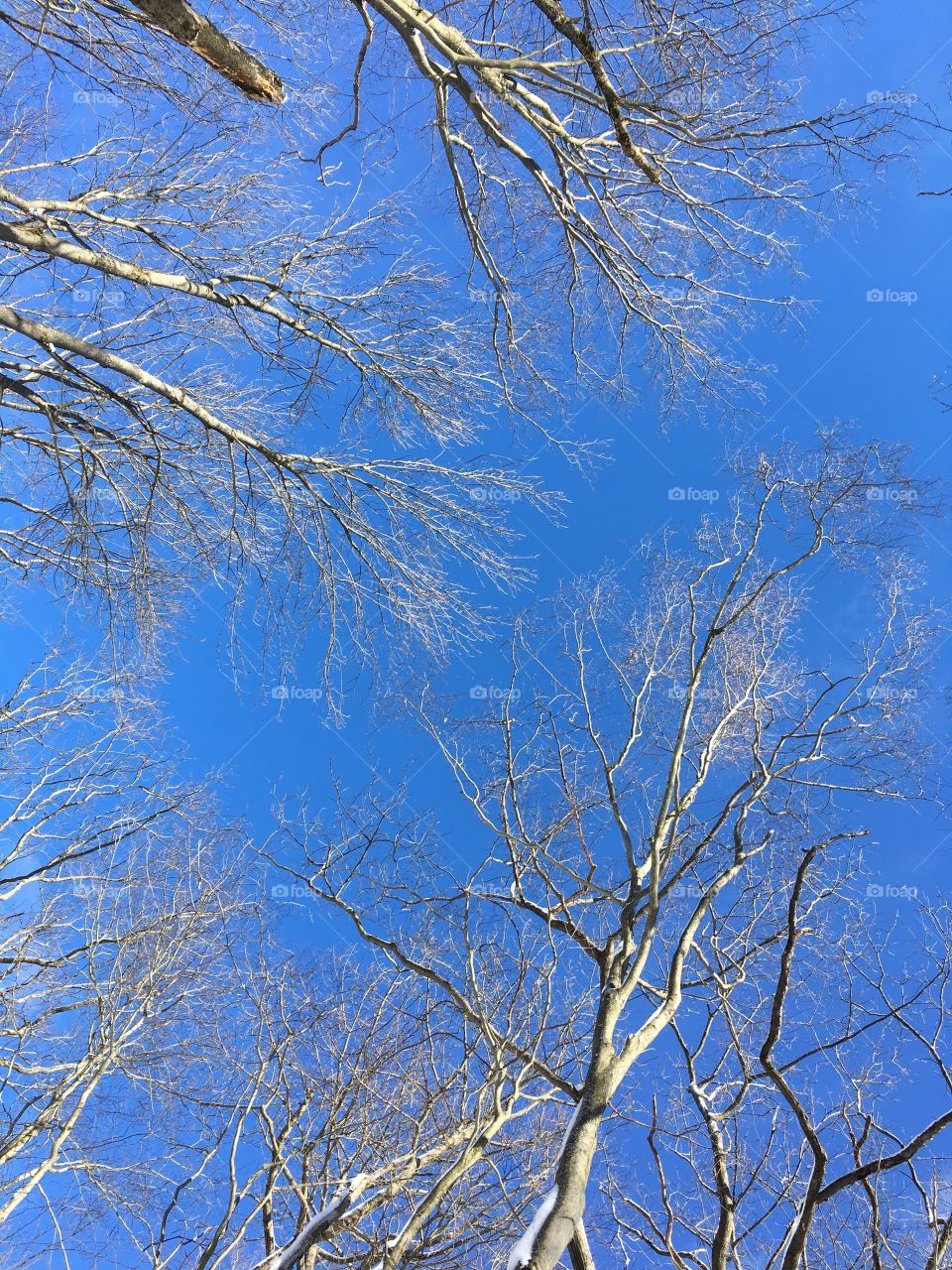 Winter-bare trees against a bright blue sky