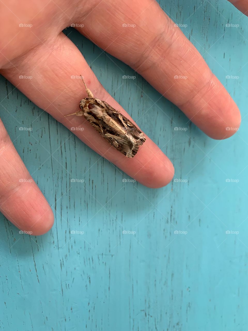 Beautiful Yellow-Striped Armyworm Moth In Central Eastern Florida Hanging Out On A Finger, Happy.